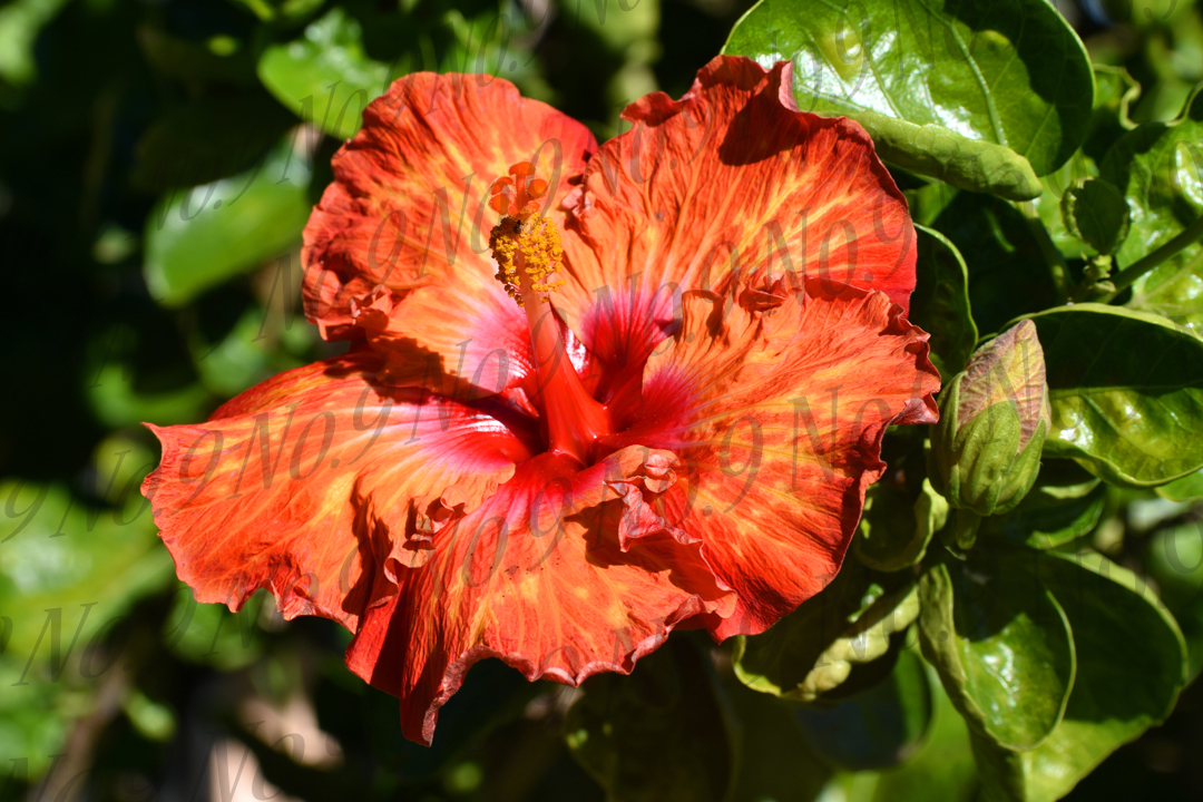 Orange Maui Hibiscus