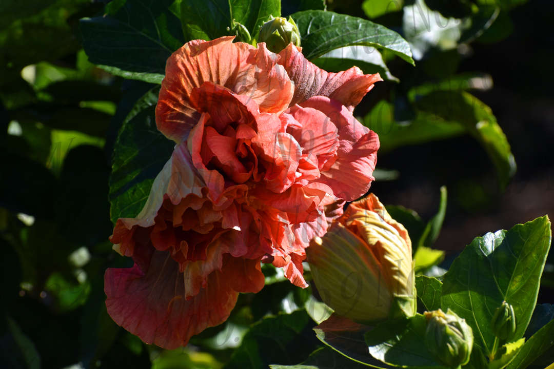 Orange Maui Hibiscus