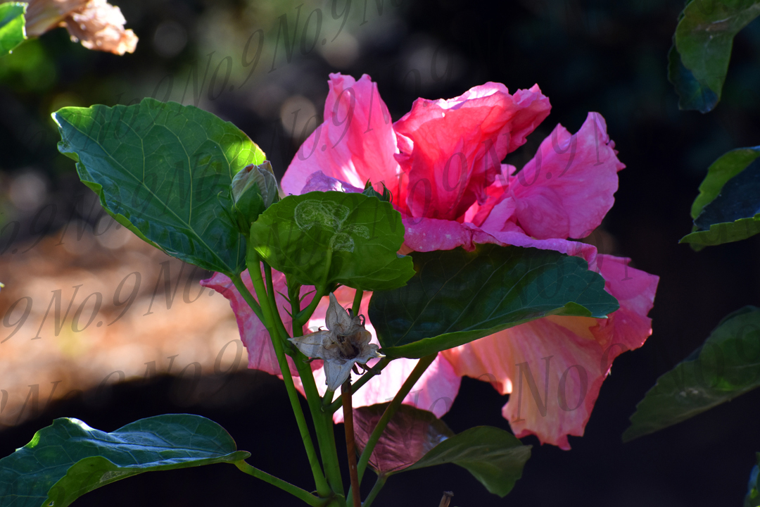 Pink Maui Hibiscus