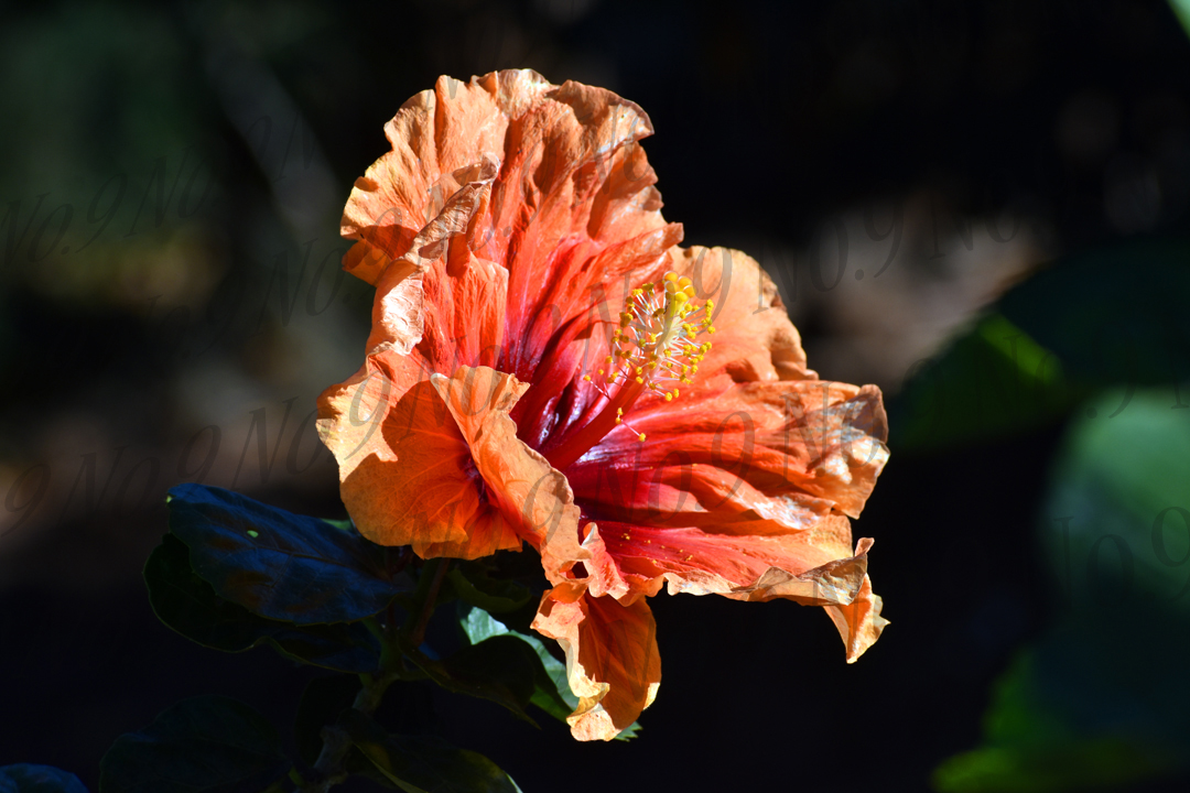 Orange Maui Hibiscus