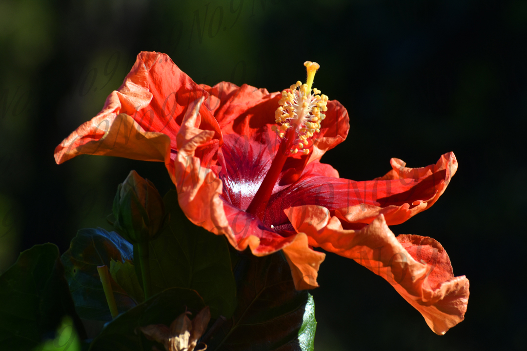 Orange Maui Hibiscus