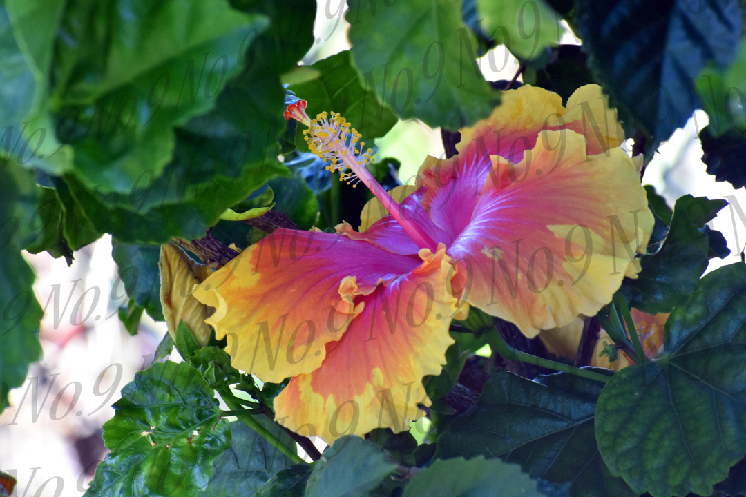 Maui Hibiscus