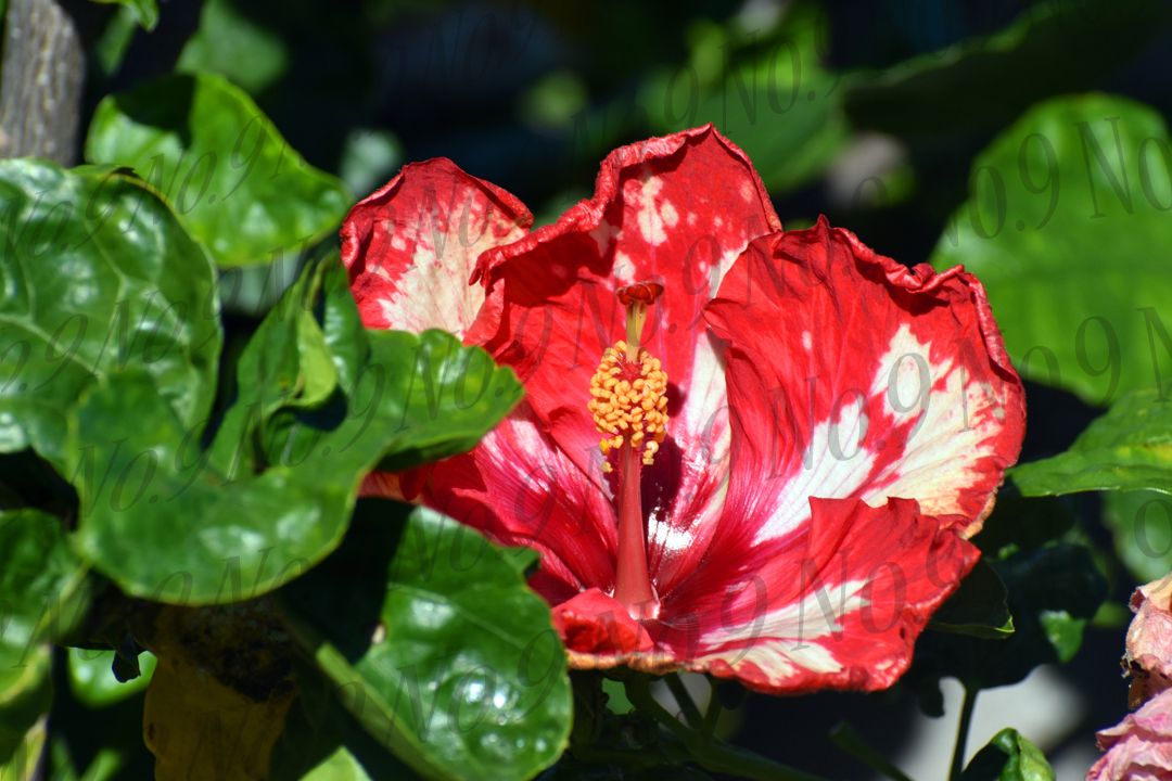 Red Maui Hibiscus