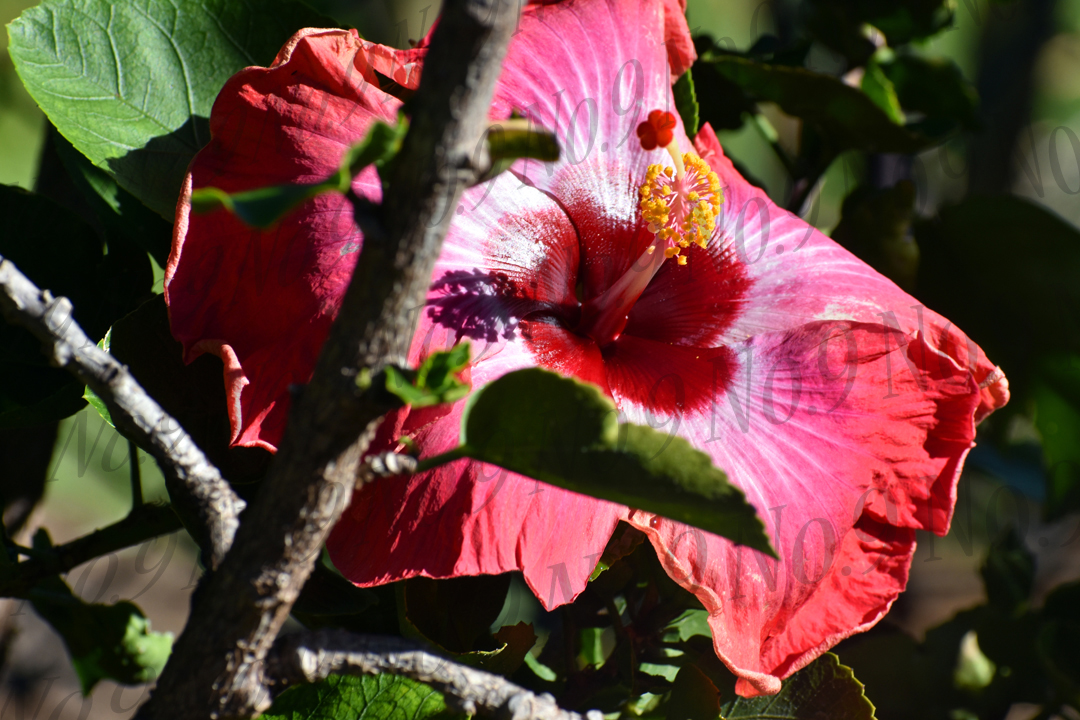 Pink Maui Hibiscus