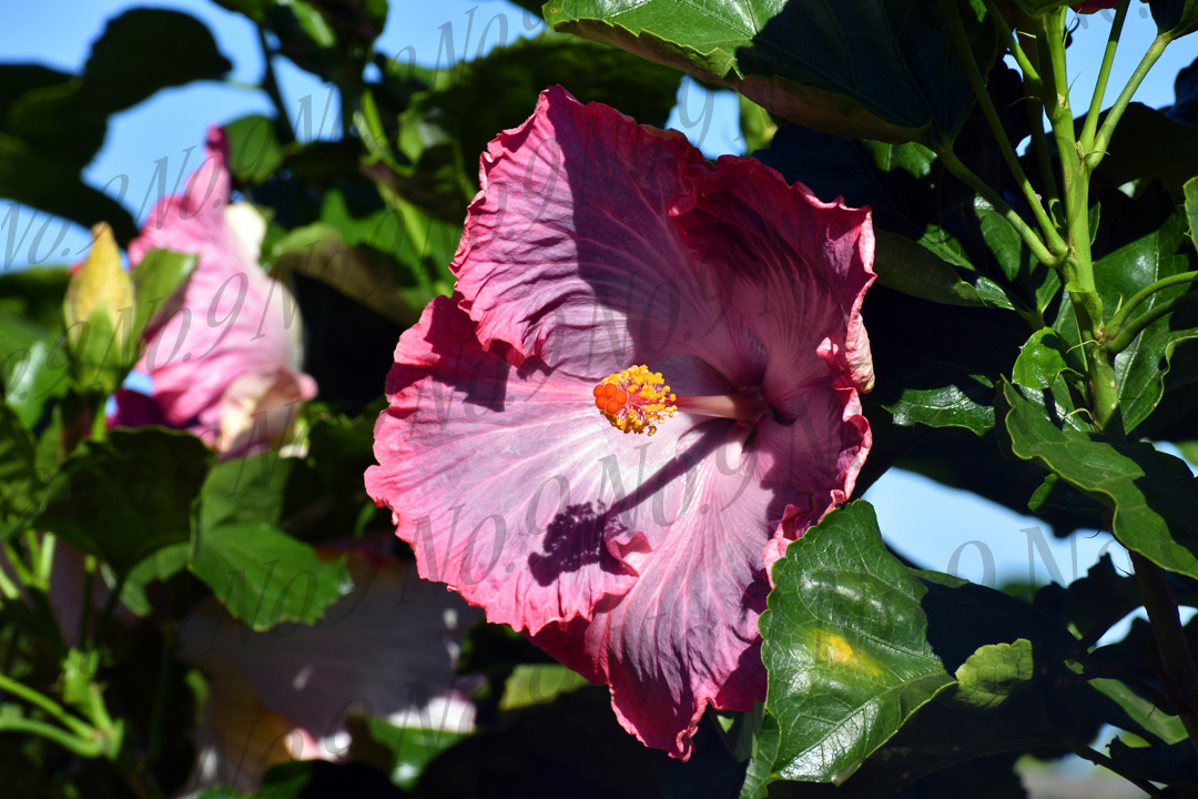 Pink Maui Hibiscus