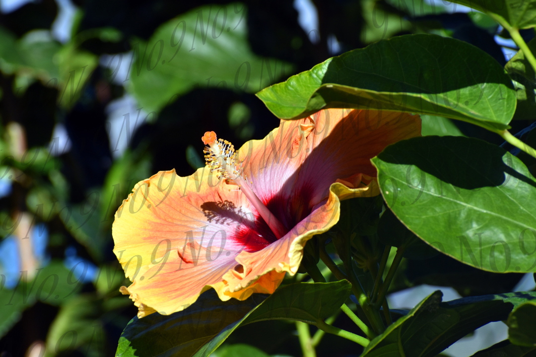 Yellow Maui Hibiscus