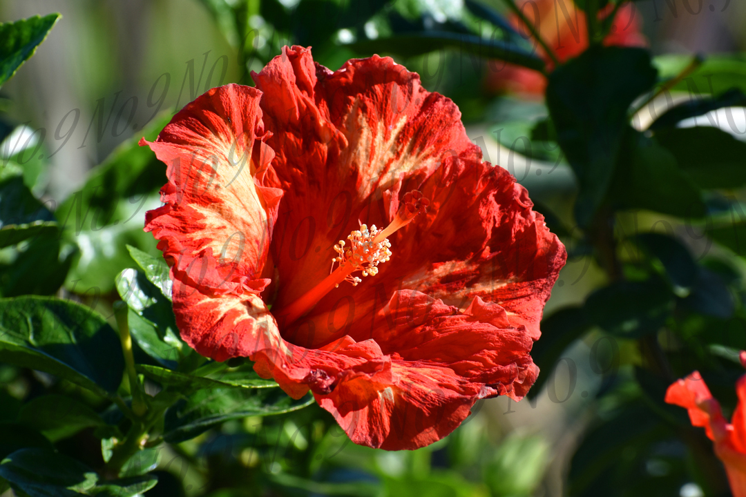 Red Maui Hibiscus