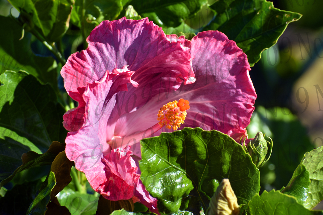 Pink Maui Hibiscus