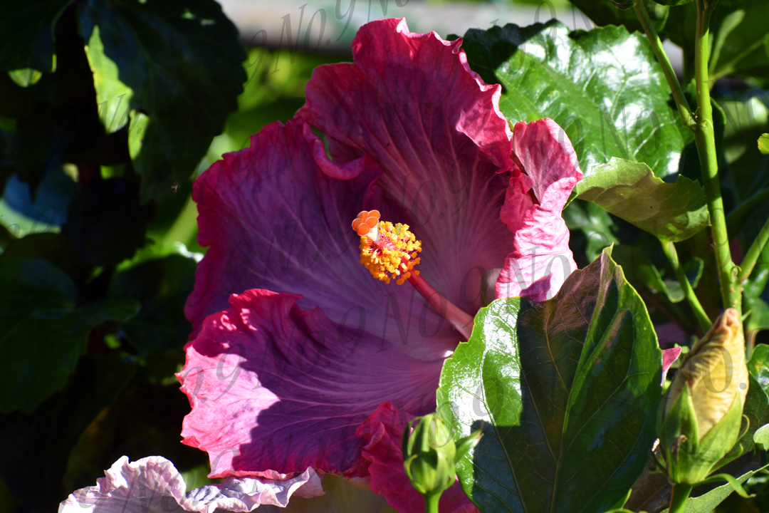 Pink Maui Hibiscus