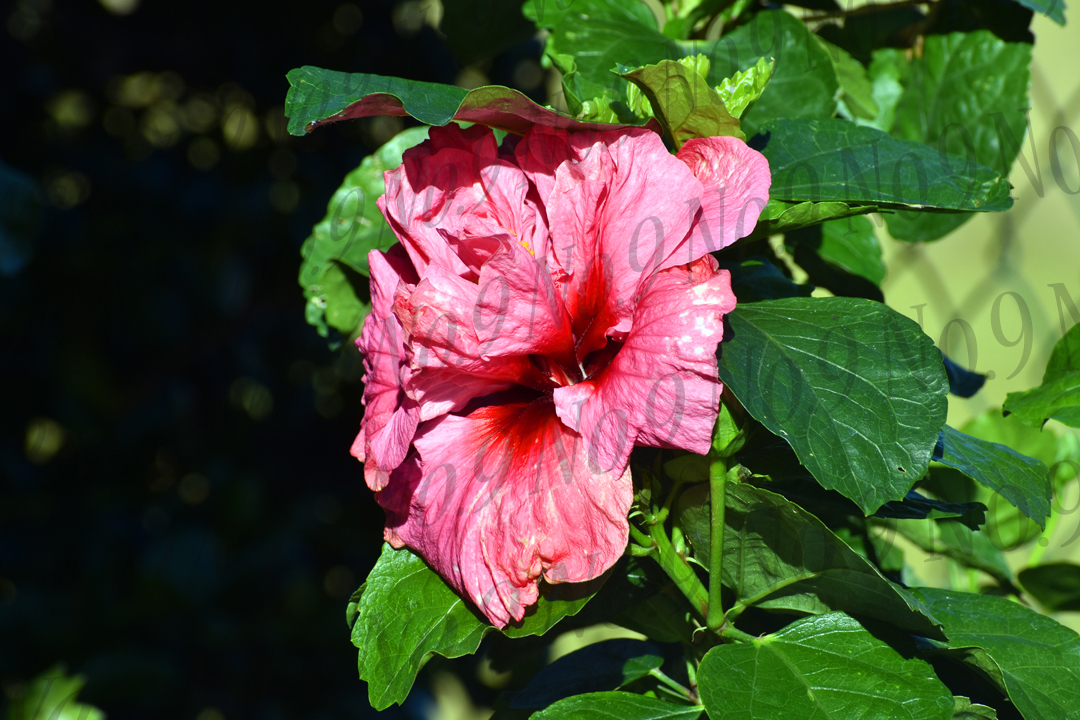 Pink Maui Hibiscus