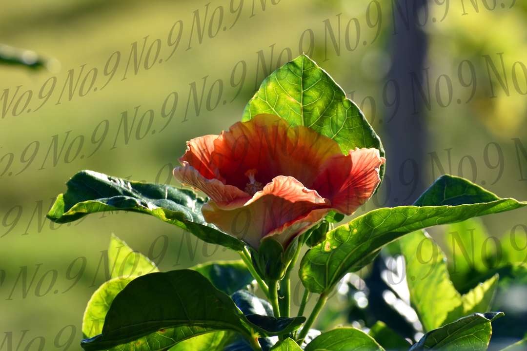 Gold and Fire Maui Hibiscus