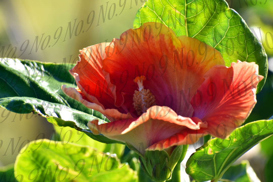 Gold and Fire Maui Hibiscus