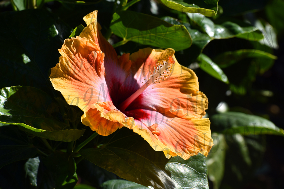 Gold and Pink Maui Hibiscus